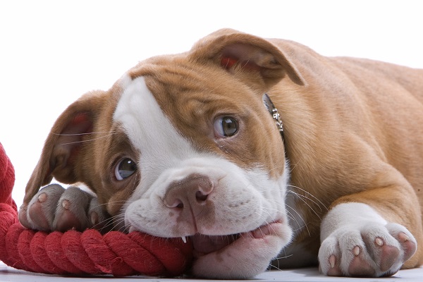 Puppy chewing on dog enrichment toy