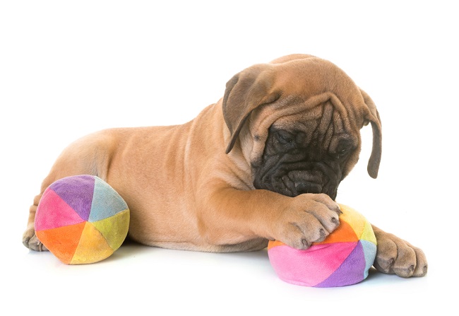 Mastiff puppies are prone to dog birth defects of the limbs.