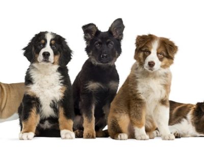 Dog birth defects can strike any puppy breed.
