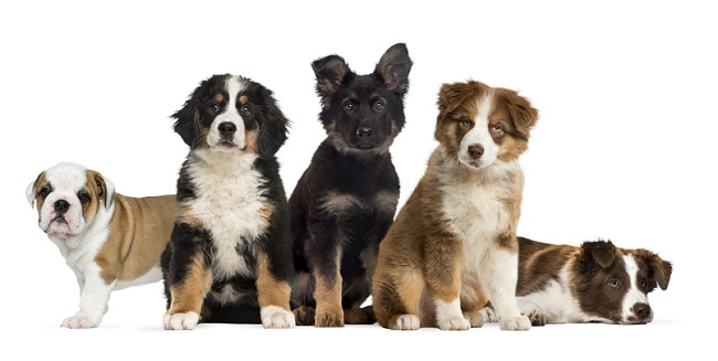 Dog birth defects can strike any puppy breed.