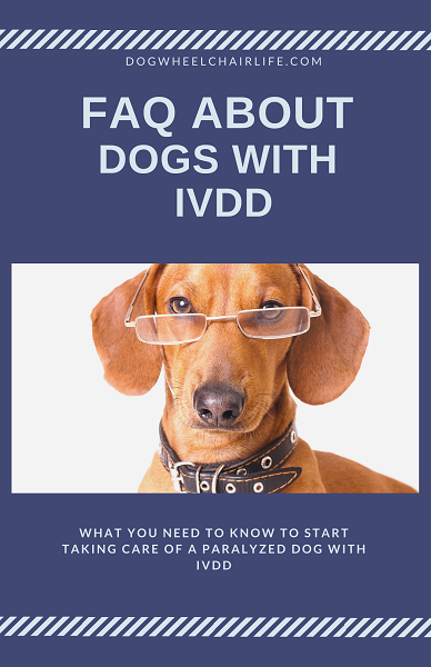 FAQ about dogs with IVDD