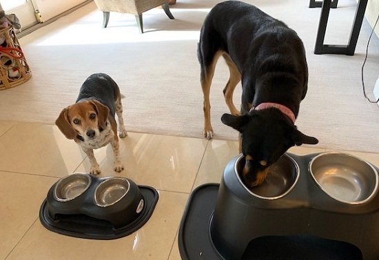 Two dog eating a healthy homemade meal.
