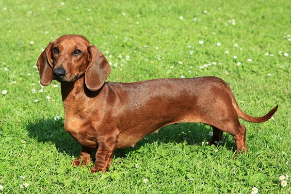 Dachshund enrolled in a clinical trial for dogs