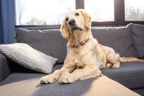 Golden retriever looking quizzical.