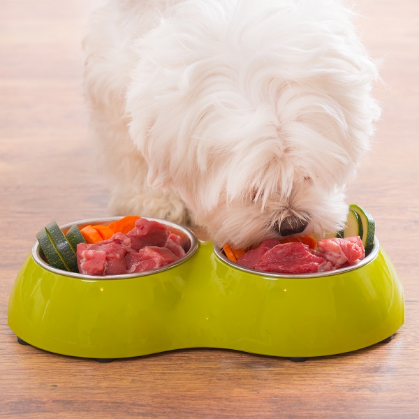Dog eating a healthy meal.
