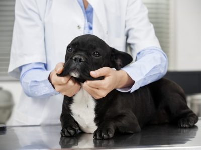 Dog enrolled in a veterinary clinical trial