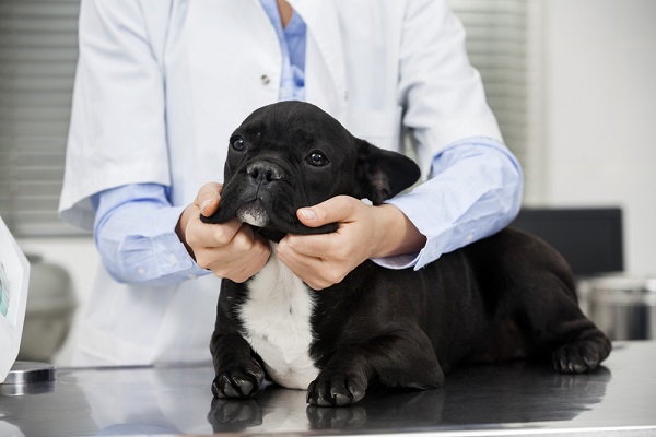Dog enrolled in a veterinary clinical trial