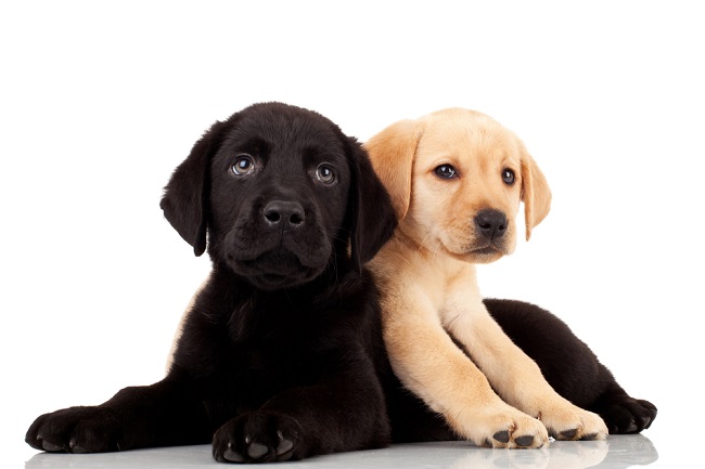 Dog birth defects in Labrador retriever puppies
