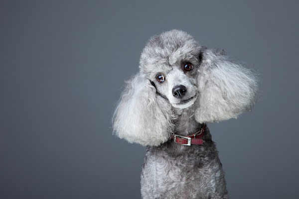 Poodle participant in veterinary clinical trial