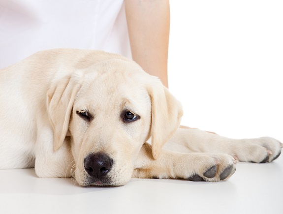 Labrador retriever lying on table