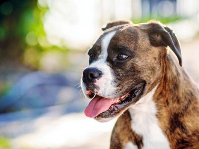 Boxer's are a dog breed prone to Degenerative Myelopathy