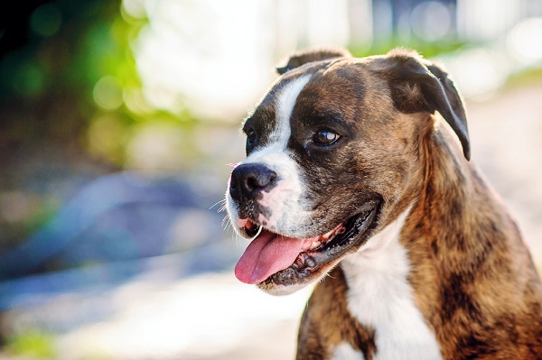 Boxer's are a dog breed prone to Degenerative Myelopathy