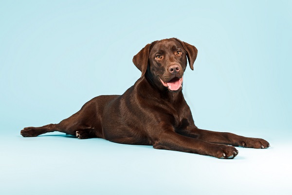 Labrador retriever dogs are prone to developing discospondylitis