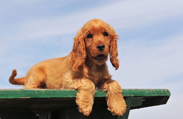 Young Cocker Spaniel dog