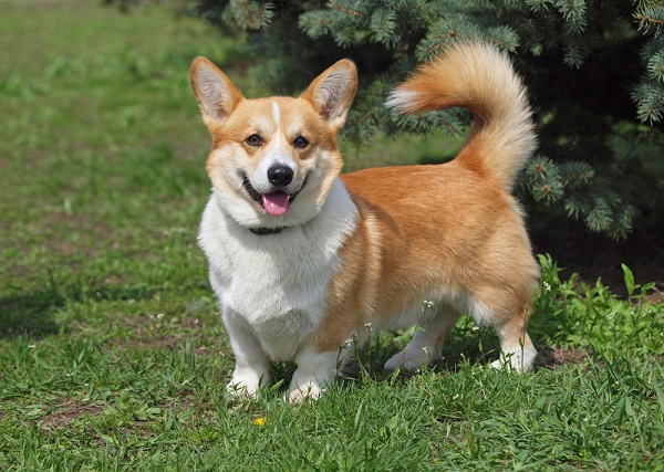 Corgi's are prone to Degenerative Myelopathy