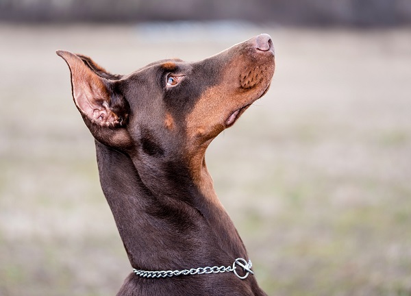 Doberman pinschers are prone to discospondylitis