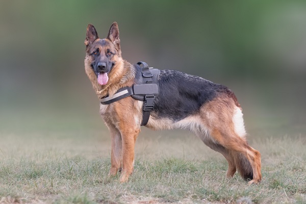 German shepherd dogs are prone to Degenerative Myelopathy