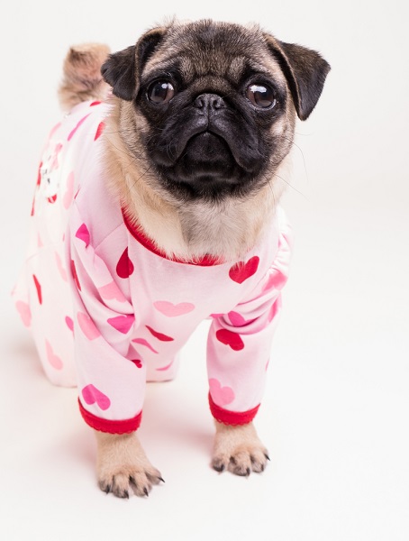 Pug wearing a baby onesie