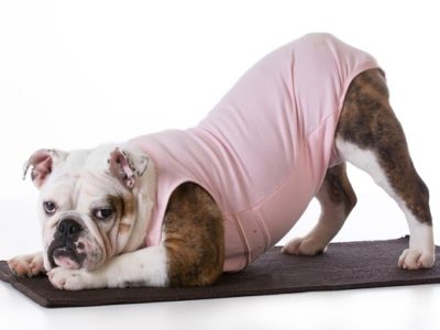 Bulldog wearing a baby onesie