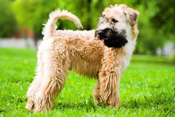 Soft coated Wheaton terriers are prone to degenerative myelopathy