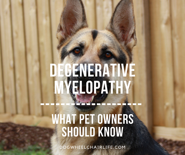 Degenerative Myelopathy in dogs