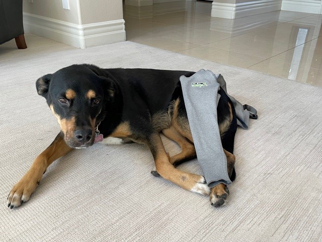 Dog trying on Lick Sleeve protective device