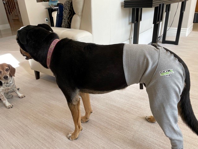 Lick Sleeve: A Comfortable Alternative to the Cone of Shame