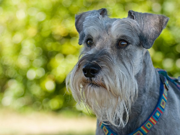 Schnauzers are prone to strokes in dogs