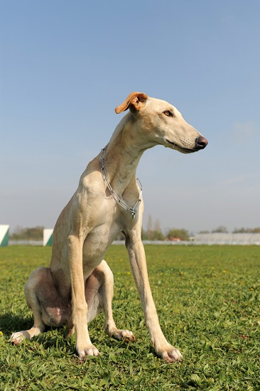 Greyhounds prone to strokes in dogs