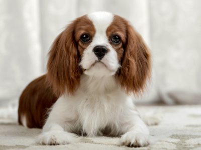 Cavalier King Charles Spaniels are prone to strokes in dogs.