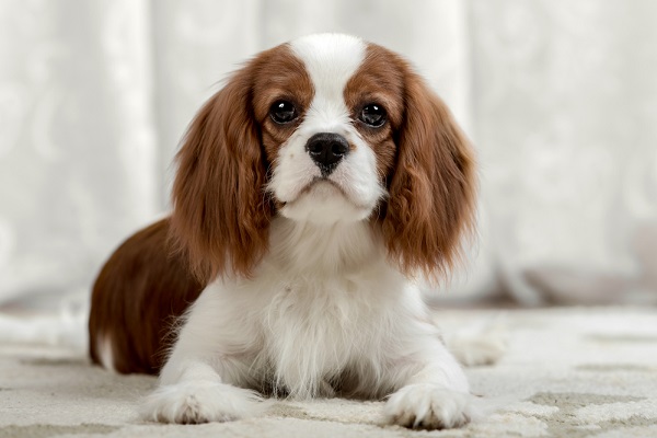 Cavalier King Charles Spaniels are prone to strokes in dogs.