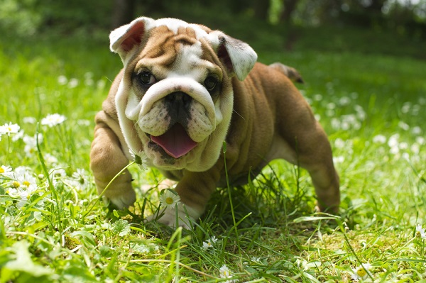 English bulldogs are the number one breed effected by Spina bifidia