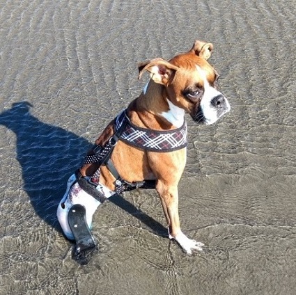 Boxer with Spina bifida wearing a prosthetic