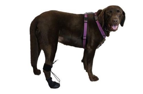 Labrador retriever wearing ToesUp mobility device.