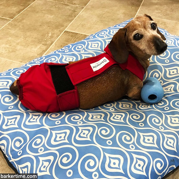 Dog wearing escape proof overalls from Barkertime