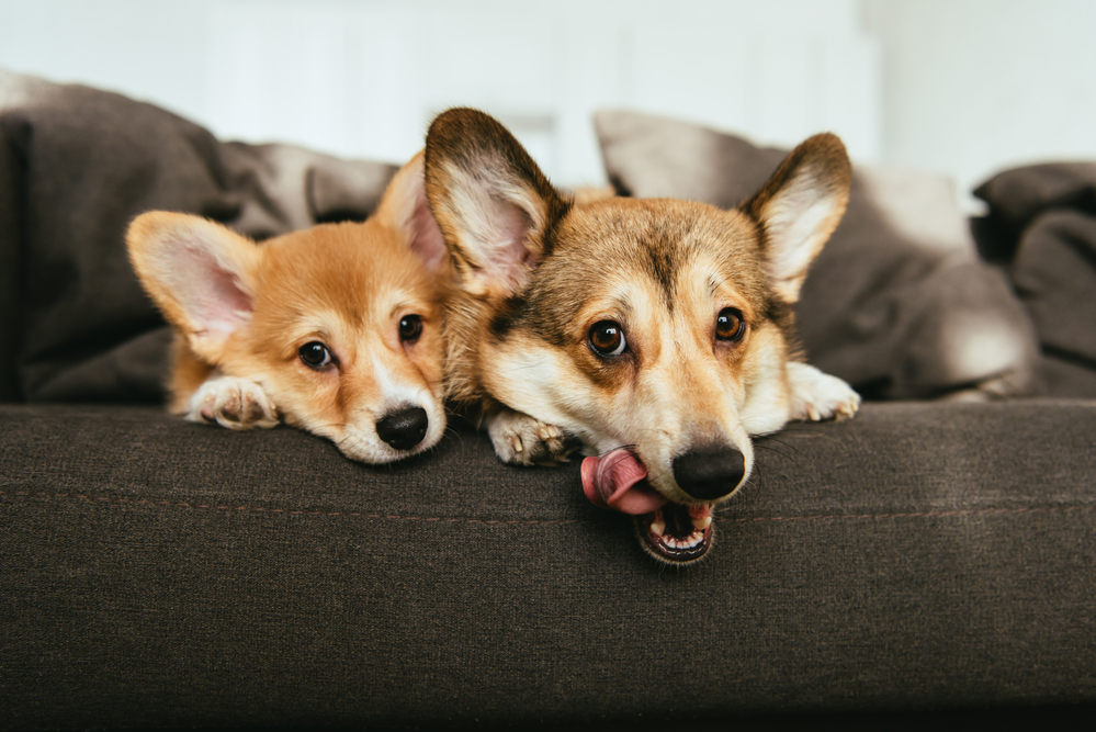 Corgi dogs are prone to Degenerative Myelopathy