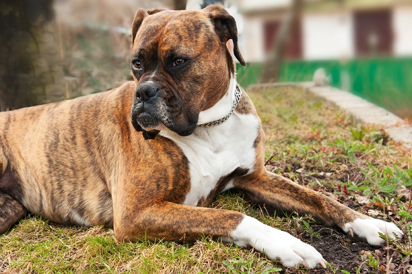 Brindle boxer dog laying on the ground.