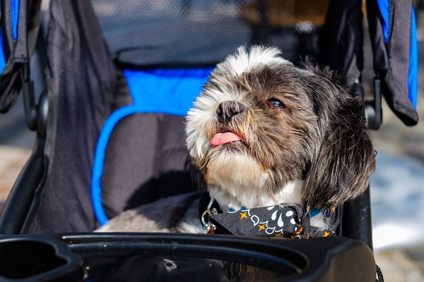 Shih Tzu dog in a pet stroller