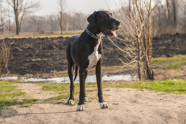 Great Dane dog