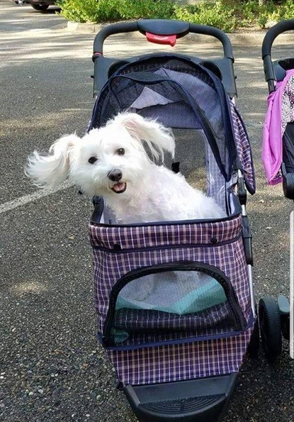 Dog in pet stroller