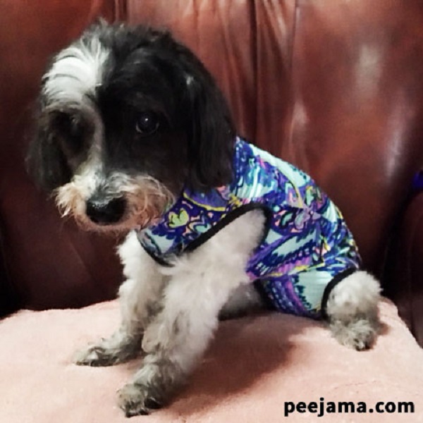 Dog wearing a Peejama from Barkertime.
