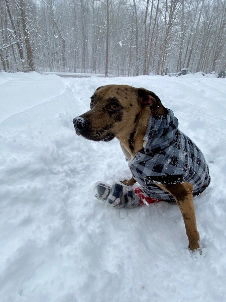 Paralyzed dog enjoying the snow