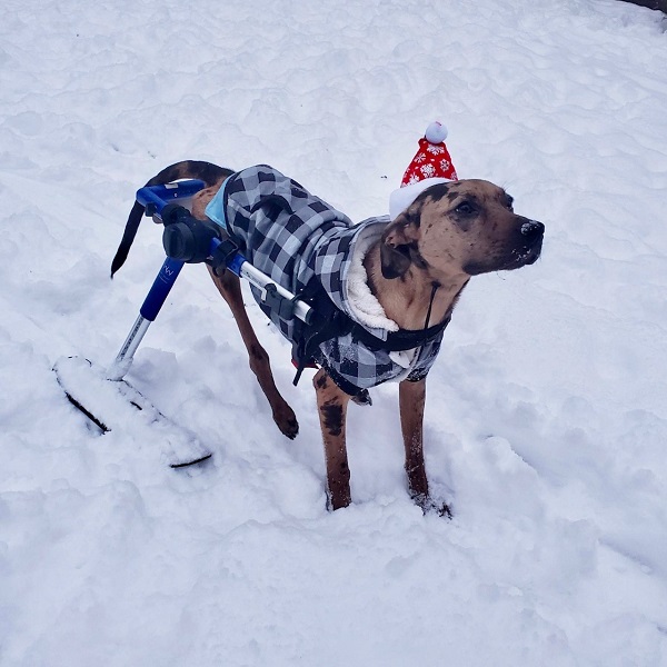 Walkin' Pets dog ski attachment