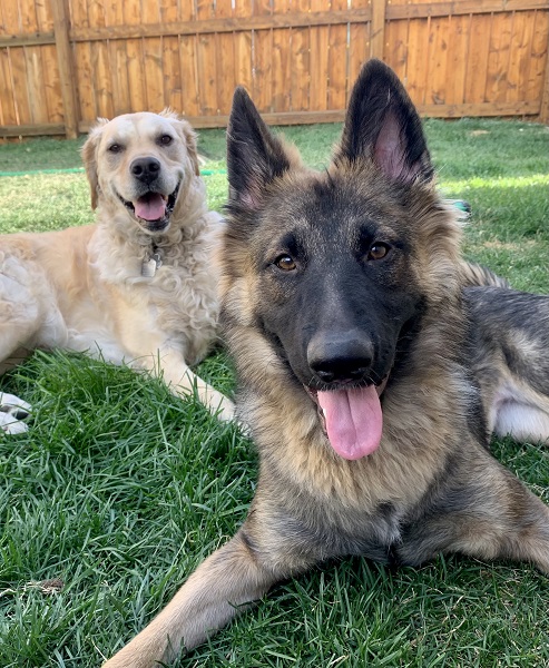 Dog born with Cerebellar Hypoplasia