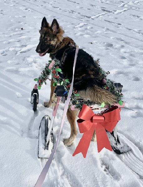 German shepherd using a dog wheelchair ski attachment