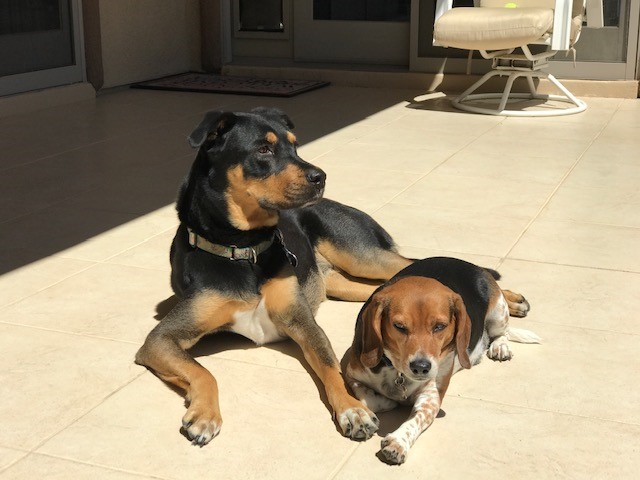 Two dogs relaxing together.