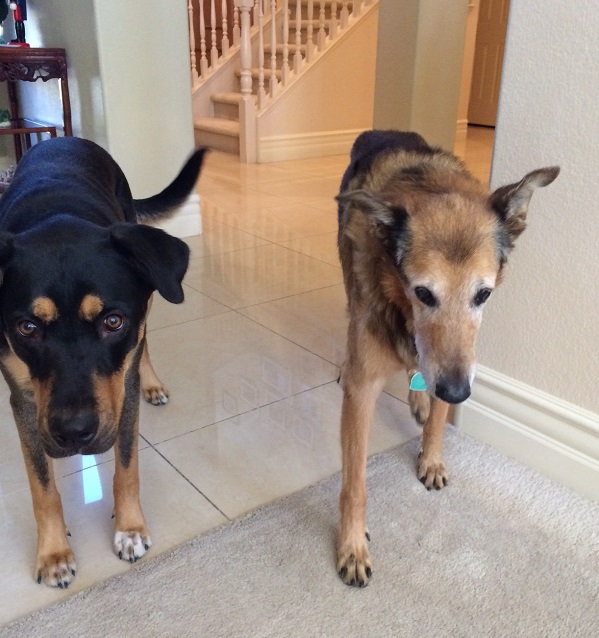 Young and old dog standing together