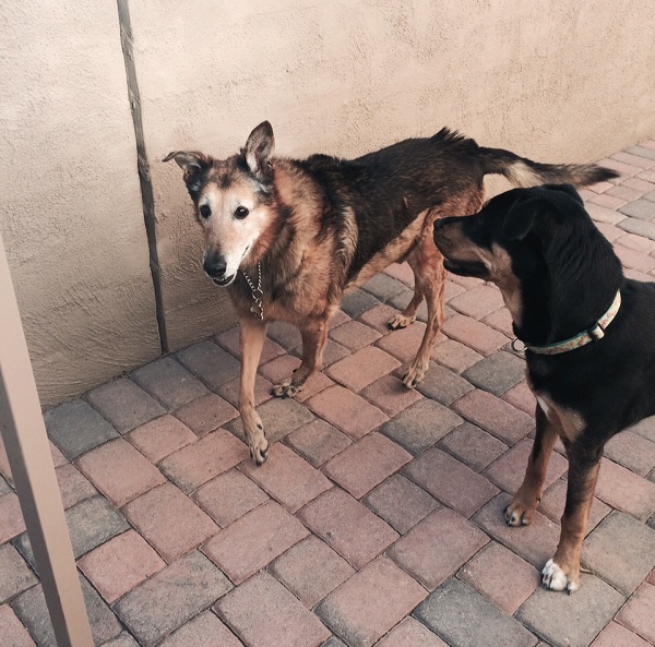 Young dog and old dog playing together