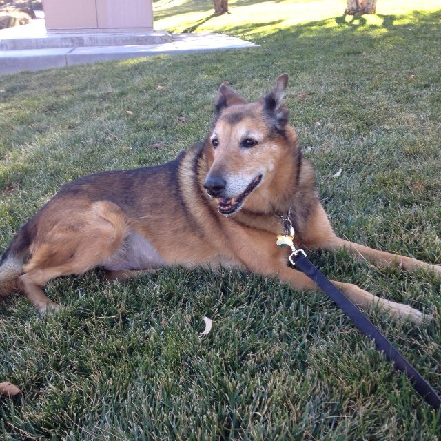 German shepherd dog lying on a grassy area.