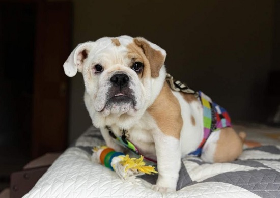 English bulldog wearing diaper cover